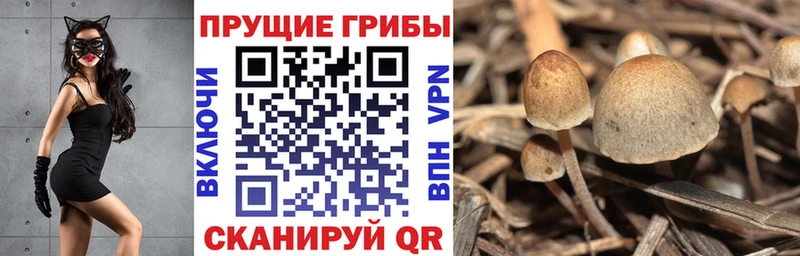 где купить наркоту  Новоалександровск  Галлюциногенные грибы GOLDEN TEACHER 
